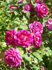 CHXPB rose photo