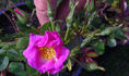 Violet Cloud rose photo
