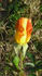 Candleflame rose photo