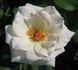 Innocence rose photo