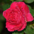 The Widow of the South rose photo