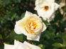 Great Ormond Street rose photo