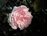 Pam's Pink rose photo
