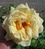 ARBXGOBDOB rose photo