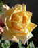 ARBXGOBDOB rose photo