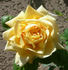 ARBXGOBDOB rose photo