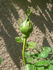 ARBXGOBDOB rose photo