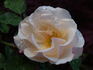 Saga rose photo