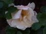 Saga rose photo