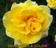 Brindabella Goldie rose photo