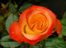 Sunita rose photo