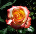 Sunita rose photo