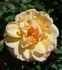 APMXSL rose photo