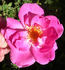 ABDXCTSL rose photo