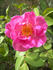 ABDXCTSL rose photo