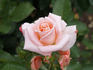 Pitica rose photo