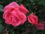 Kalahari rose photo