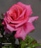 Lincoln Cathedral rose photo