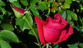 Heart's Desire rose photo