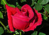 Heart's Desire rose photo