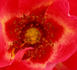Roses are Red rose photo