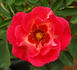 Roses are Red rose photo