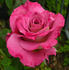 Twilight Zone rose photo