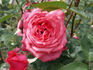 Ami Dietrich rose photo