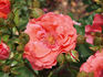 Bambula ® rose photo
