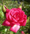 174-02-17 rose photo