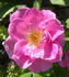 ABDXCTSL rose photo