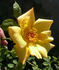 ARBXGOLDA rose photo