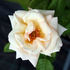 Lady Romsey rose photo