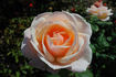 Fleur Cowles rose photo