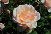 Fleur Cowles rose photo