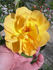 ABDXTYT rose photo