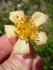 AMCXHER rose photo
