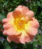 F. J. Lindheimer rose photo