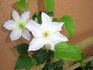 Yukikomachi clematis photo