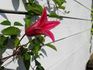Texensis 'Princess Diana' clematis photo