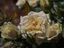 Vanilla Kordana rose photo