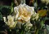 Vanilla Kordana rose photo