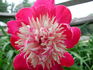 Maxcine Wolfe peony photo