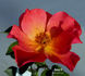 Daisy O rose photo