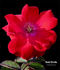 Stadt Eltville rose photo