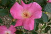 Chireno™ rose photo
