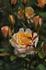Maya Kordana ® rose photo