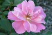 Katy Girl rose photo