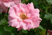 Katy Girl rose photo