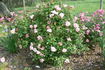 Katy Girl rose photo